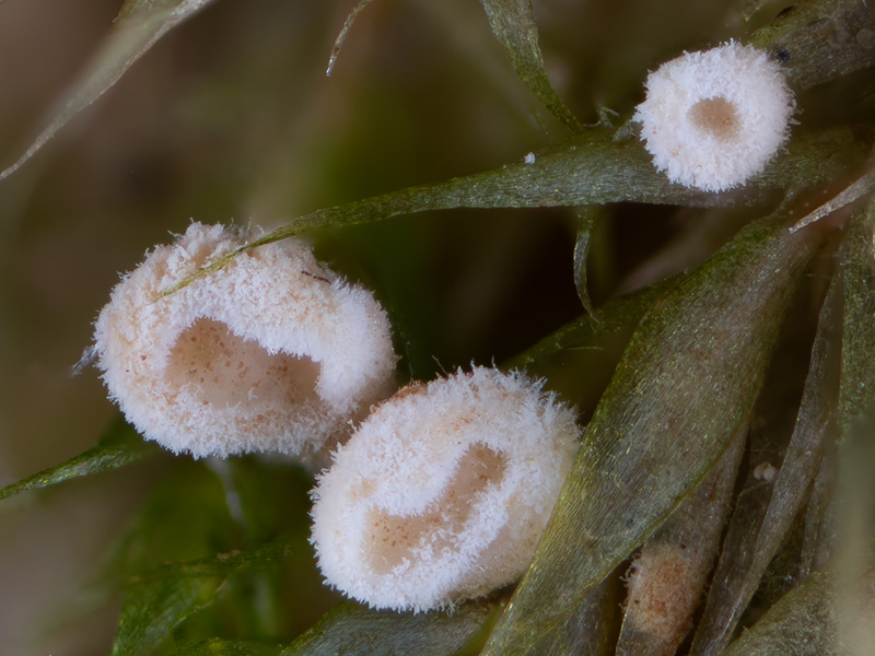 Chromocyphella muscicola